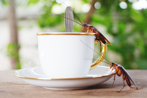 Cockroaches on white coffee cup, allergen source dirty animal. which is an important cause of allergy sufferers.