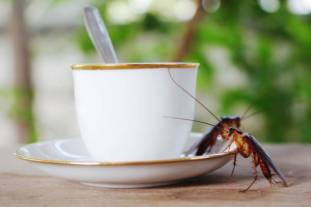 istock Cockroaches on a white coffee cup. 1389859841