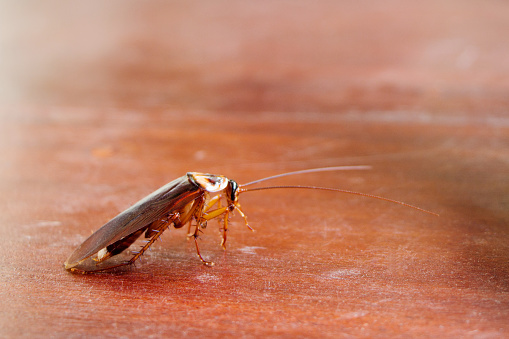 cockroaches on the wooden floor, cockroaches vector and spread harmful bacteria.