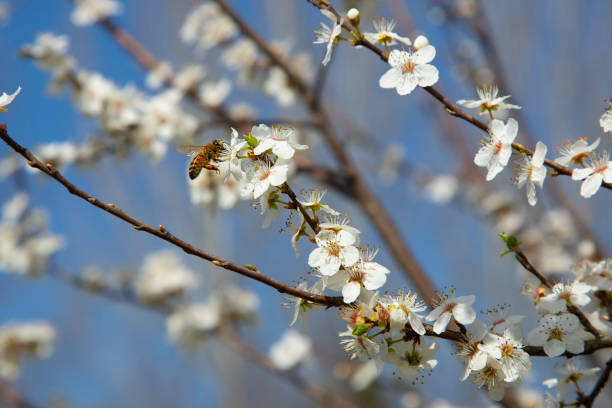 istock branches of a blossoming spring pear tree on a blurred background 1389860743