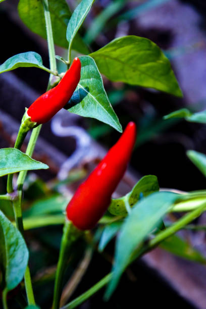 istock Red Chili Plant 1389861377