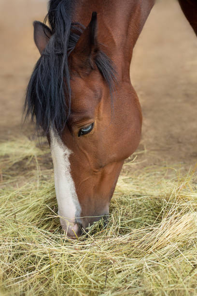 istock Profile of chewing horse head 1389861457