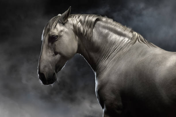 istock Grey iberian horse portrait 1389861995