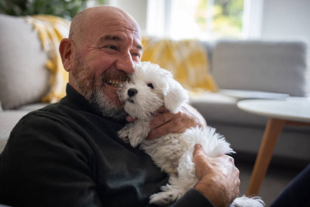 Caucasian man embracing his Maltese dog puppy Senior Caucasian man embracing his Maltese dog puppy senior dog stock pictures, royalty-free photos & images