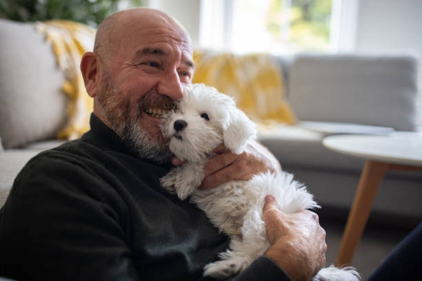 Caucasian man embracing his Maltese dog puppy Senior Caucasian man embracing his Maltese dog puppy lap dog photos stock pictures, royalty-free photos & images