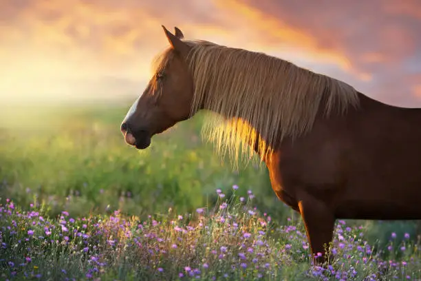 Photo of Horse in lilac flowers