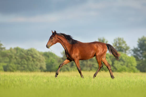 istock Horse run on green field 1389862056
