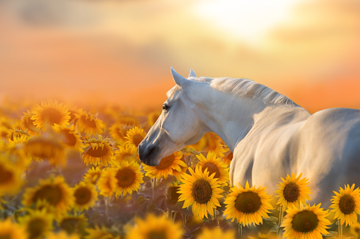 White stallion portrait in sunflowers in sunset light