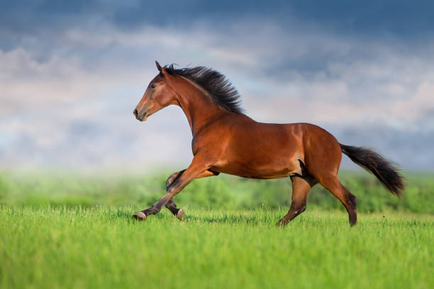 istock Horse run on green field 1389862060