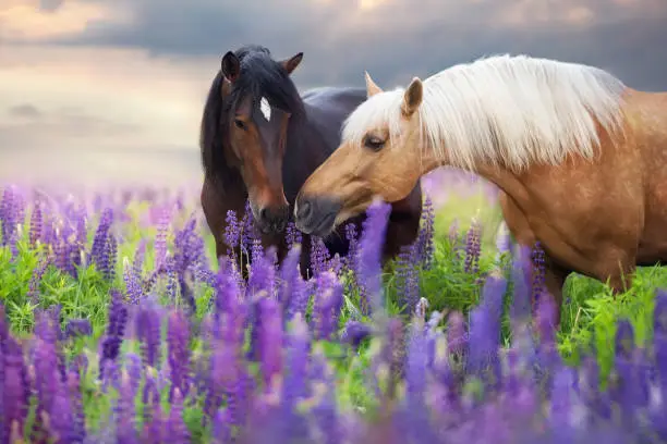 Palomino and bay horse with long mane in lupine flowers at sunset
