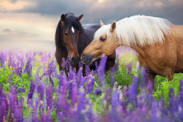 cremello and bay horse in flowers - palomino imagens e fotografias de stock