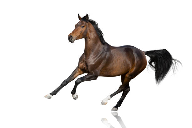 istock Horse in motion isolated 1389862133