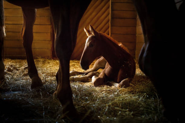 Foal rest in stall Foal sleep in an old barn and is light with sunshine mare stock pictures, royalty-free photos & images