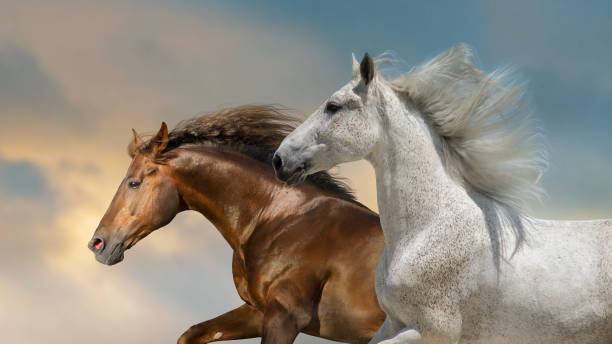 istock Horses close up portrait in motion 1389862189