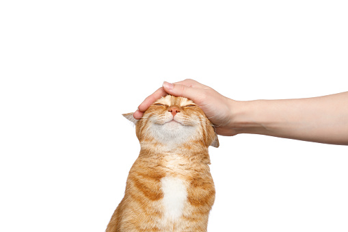 mano de mujer acariciando a un gato de jengibre sobre fondo blanco aislado photo