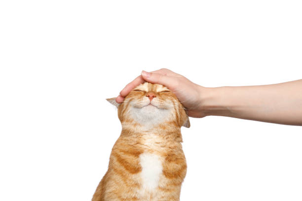 mano de mujer acariciando a un gato de jengibre sobre fondo blanco aislado - pets fotografías e imágenes de stock