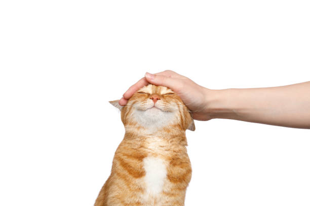 main d’une femme caressant un chat au gingembre sur fond blanc isolé - vocalizing photos et images de collection