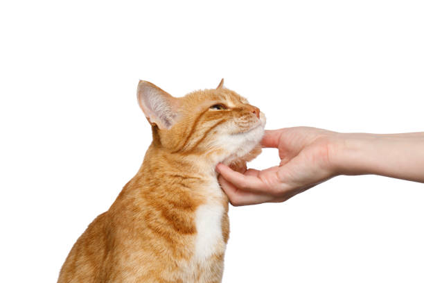 Cat playing with laser pointer red dot