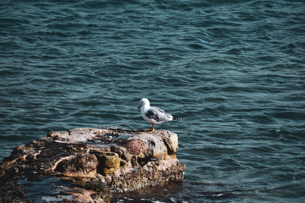 istock Seagull sits on a stone in the sea 1389862467