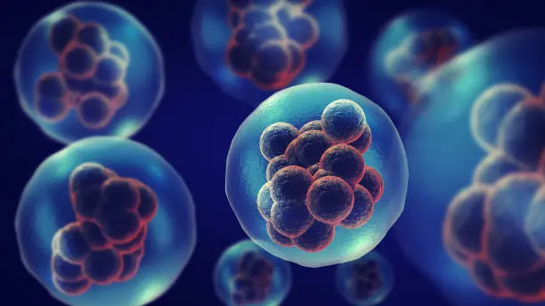 Photo of Dividing or multiplying cells or Mitosis