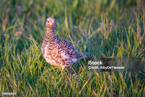Ruff Stock Photo - Download Image Now - Agricultural Field, Animal, Animal Migration