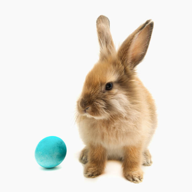 istock Yellow-red rabbit and a blue Easter egg on a white background. Isolated 1389863385