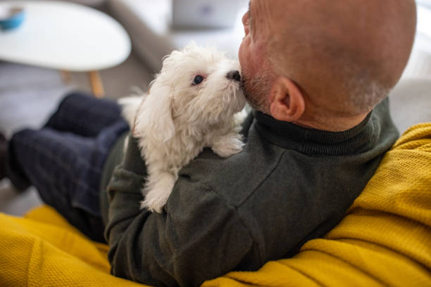 istock While sitting on the sofa Caucasian senior man petting his Maltese dog 1389864127