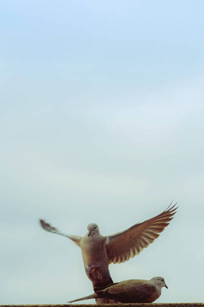 istock Turtledoves against the sky. Turkish turtledove 1389864257