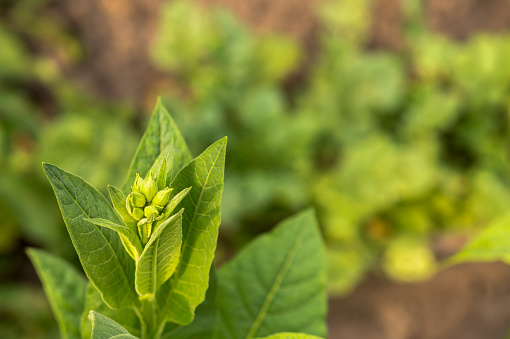 The top of a tobacco bush with young green leaves and buds in close-up against the background of a blurred garden. Background.