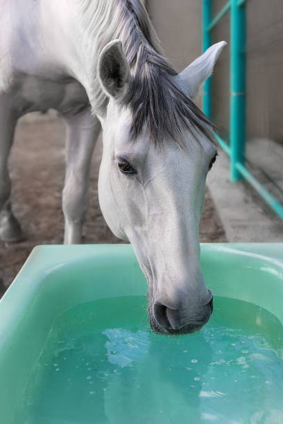 istock Horse drinks a water, horse head close up 1389865301