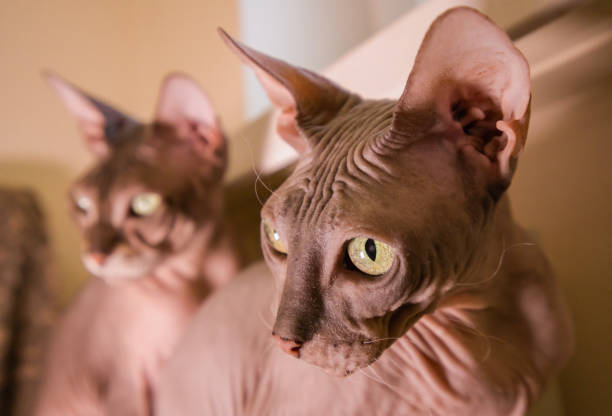 istock Sphynx cat, close up. Home pet 1389866466