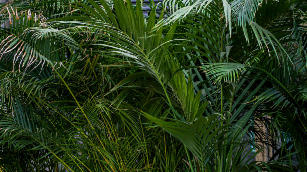 istock Palm tree leaves in the pots that shot with low key exposure 1389866724