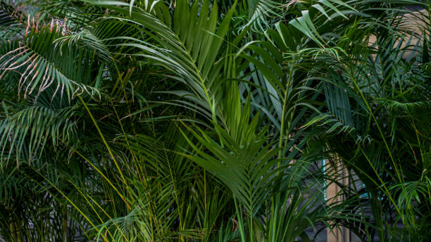 istock Palm tree leaves in the pots that shot with low key exposure 1389866822