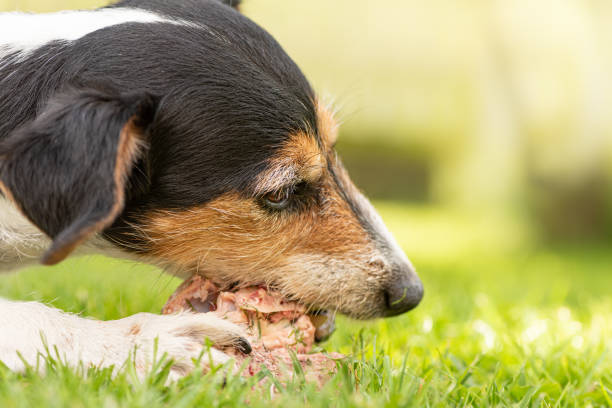 little cute Jack Russell Terrier dog eats a bone with meat and chews outdoor stock photo