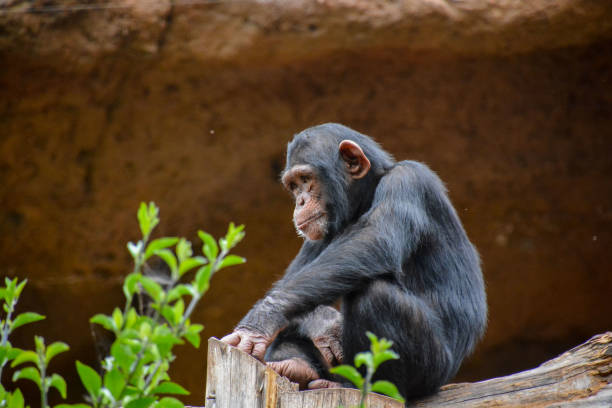 istock Black Chimpanzee Mammal Ape 1389869494