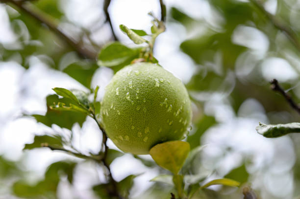 Pomelo or Grapefruit on the tree in the garden.