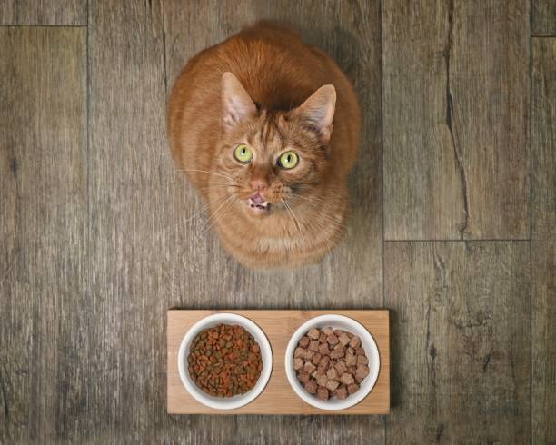 istock Funny ginger cat next to a double feeding dish looking curious up to the camera. 1389872016