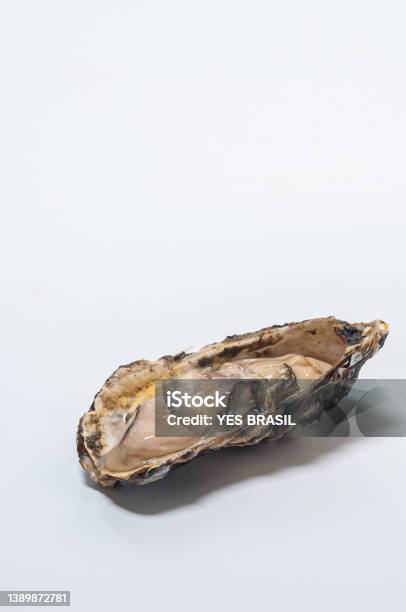 Oyster In Natura Photographed On White Background Stock Photo - Download Image Now - Brazil, Color Image, Cut Out