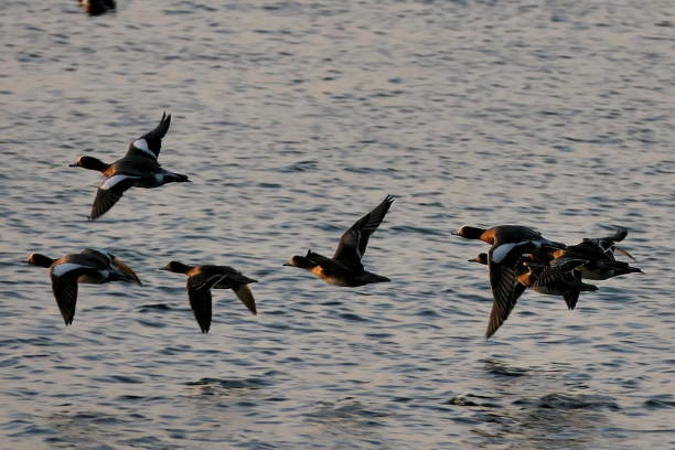 istock a flock of ducks flying over the sea 1389878463