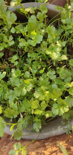 istock Coriander plant at home 1389878999