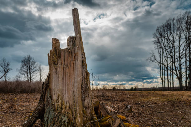 Broken tree trunk.Big Old break broken tree at autumn cloudy sky.Dramatic Landscape background.