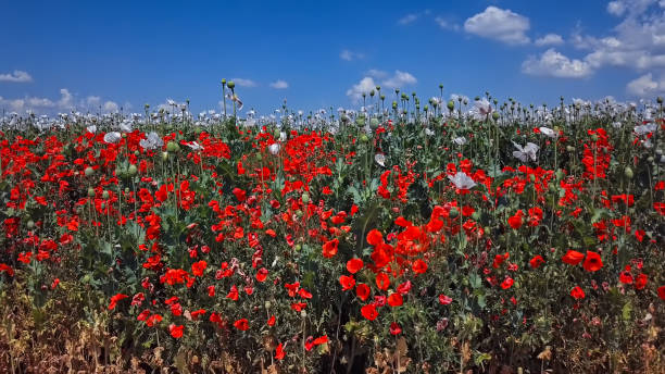 Blooming poppy field