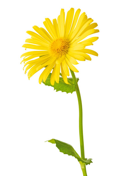istock Beautiful yellow Daisy (Marguerite, Doronicum) isolated on white background, including clipping path. 1389883952