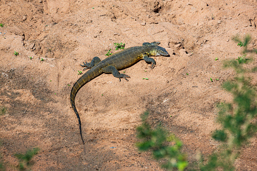 Nile or Water monitor lizard Varanus niloticus in Hluhluwe IMfolozi National Park in KwaZulu-Natal, Souh Africa