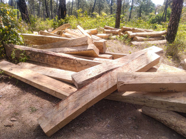 istock Pine Tree Cutting Process in Forest of Himachal Pradesh India 5 1389884447