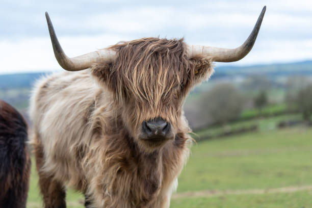 istock Scottish Highland Cows 1389884693