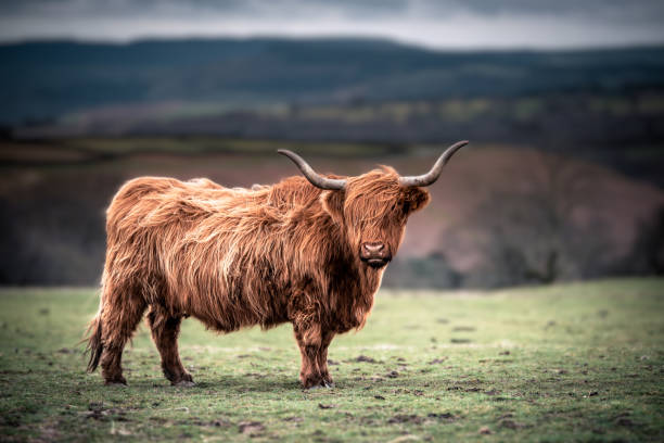 Scottish Highland Cows Scottish Highland Cows grazing in the South Wales Countryside highland cattle stock pictures, royalty-free photos & images