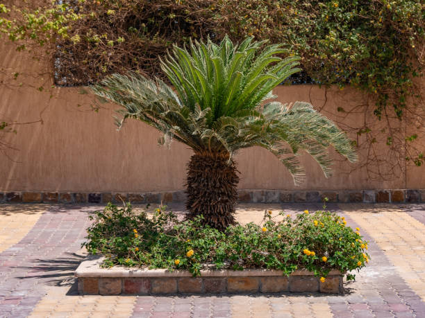 istock A low palm tree with wide leaves in a flower bed. Close-up. Copy space. 1389885919