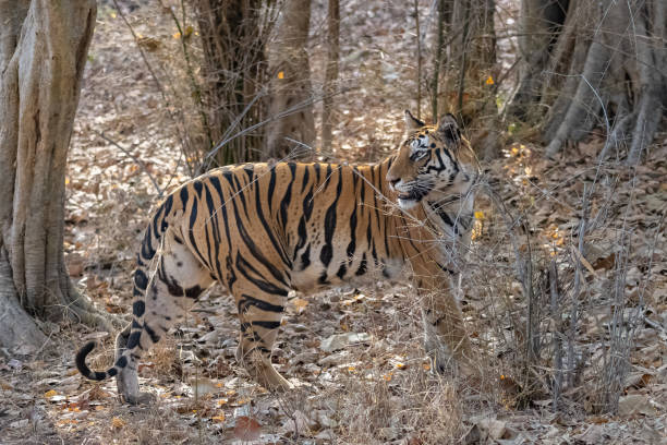 istock A tiger female in India, Madhya Pradesh 1389886047