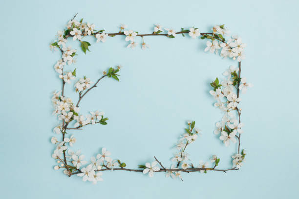 Plum tree blossom branches frame. April floral nature and spring blossom on soft pastel blue background. Banner for 8 . March , Happy Easter with place for text. Spring time concept. Top view. Flat lay.
